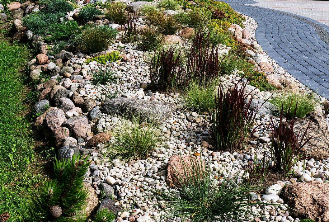 A landscaped rock garden with a variety of ornamental grasses, including green and dark red types, planted among large boulders and a bed of white and grey pebbles, next to a curving dark grey paver walkway.