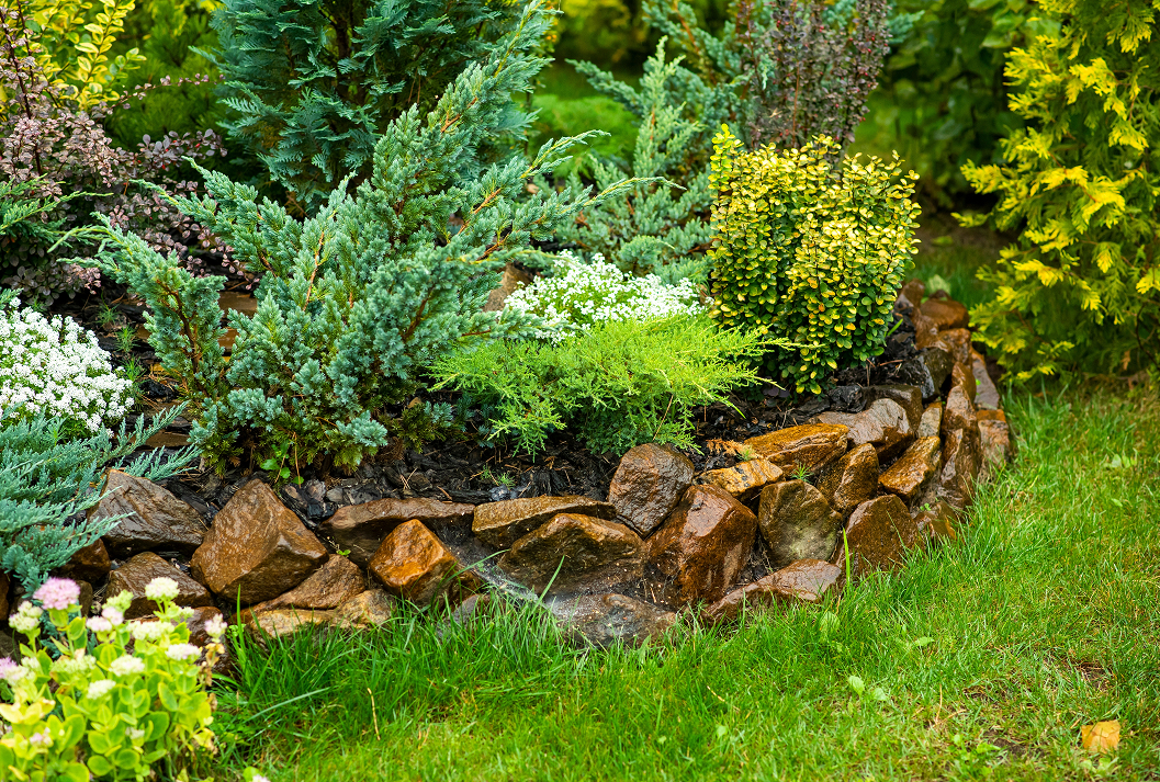 A lushly planted rock garden with a variety of colorful evergreen shrubs, including blue junipers and yellow barberry, bordered by a wet, natural stone wall next to a green lawn.