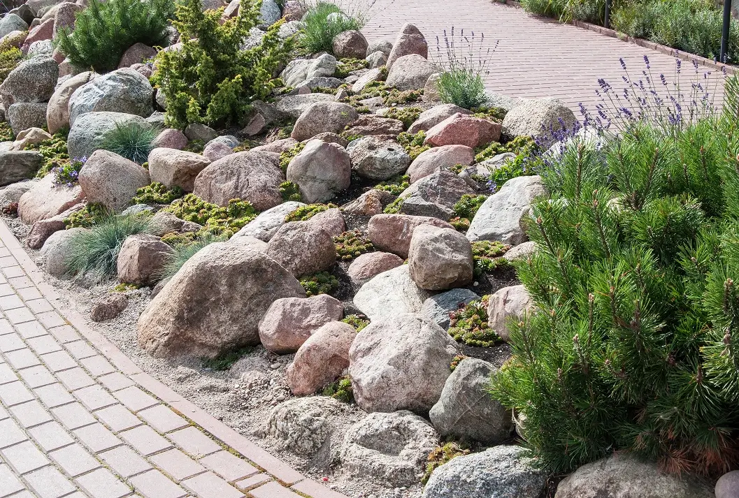 Landscaped rock garden featuring large boulders, pine shrubs, and lavender.